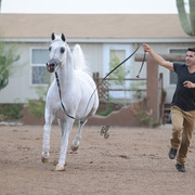 Gil Valdez presenting El Nabila B  at Arabians International