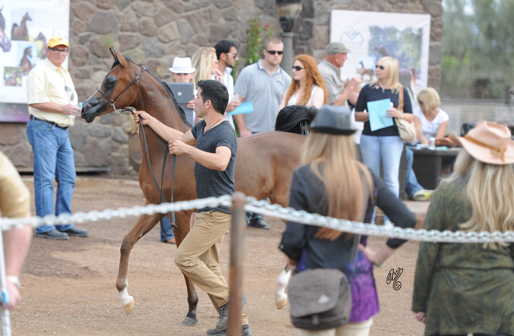 Gil Valdez presenting at Arabians International