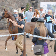 Gil Valdez presenting at Arabians International