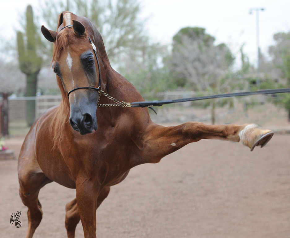 Marwan Al Magnifficoo being presented at Arabians International