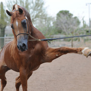 Marwan Al Magnifficoo being presented at Arabians International