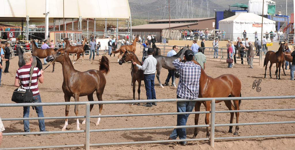 The warm up ring for Halter competitors