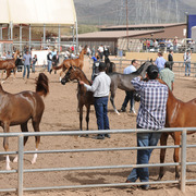 The warm up ring for Halter competitors