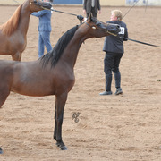 Champion Junior Colt: Soul of Marwan AS (Marwan Al Shaqab X RD Challs Angel)