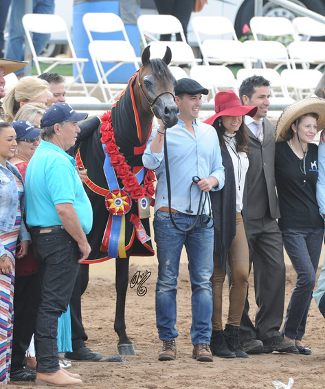 Champion Junior Colt: Soul of Marwan AS (Marwan Al Shaqab X RD Challs Angel)