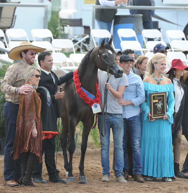 Champion Junior Filly: Pitonisa AS (Ever After NA X Psyches Amber Dream)