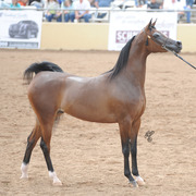 Champion Mare: Wieza Mocy (QR Marc X Wieza Marzen)