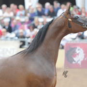 Champion Mare: Wieza Mocy (QR Marc X Wieza Marzen)