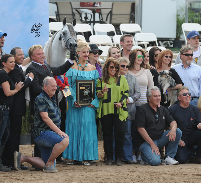 Champion Stallion: Hariry Al Shaqab (Marwan Al Shaqab X White Silkk)