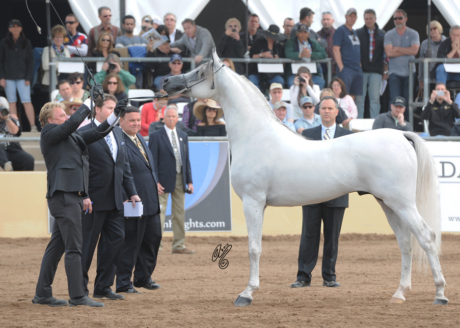 Champion Stallion: Hariry Al Shaqab (Marwan Al Shaqab X White Silkk)