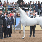 Champion Stallion: Hariry Al Shaqab (Marwan Al Shaqab X White Silkk)