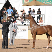 Reserve Champion Junior Colt: Falah Al Shaqab (Fadi Al Shaqab X Joseph Just Emotion) 