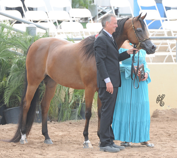 Reserve Champion Mare: Honey's Delight RB (JJ Senor Magnum X Honey)