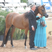Reserve Champion Mare: Honey's Delight RB (JJ Senor Magnum X Honey)