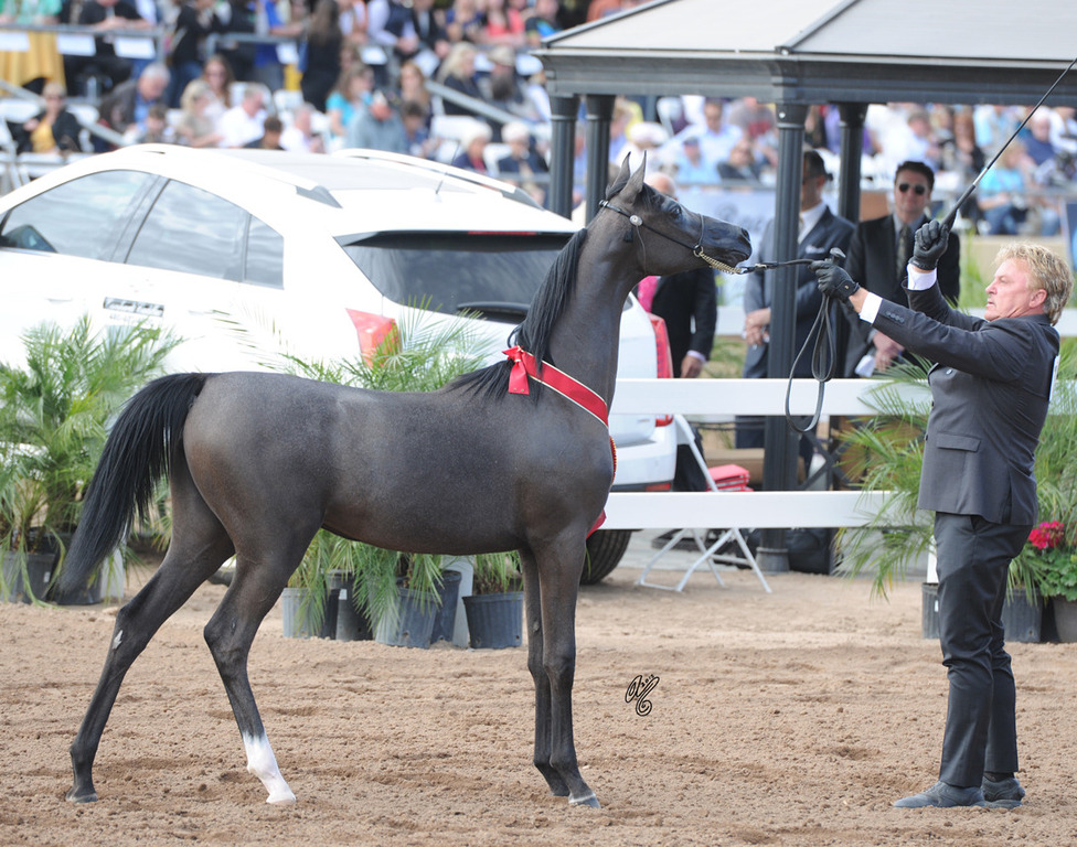 Reserve Champion Junior Filly: Byronica RH (ROL Intencyty X Sylviah WLF)