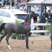 Reserve Champion Junior Filly: Byronica RH (ROL Intencyty X Sylviah WLF)