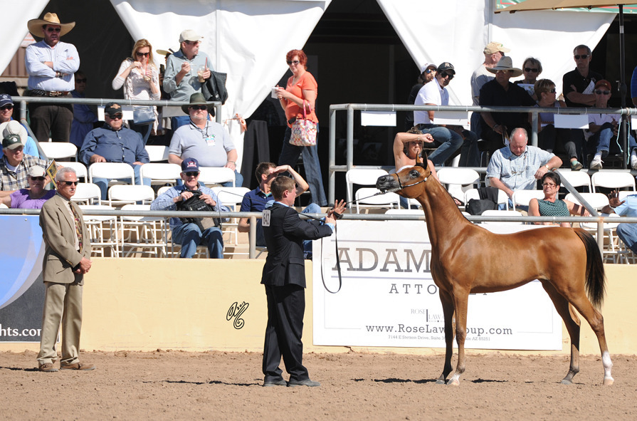 Calle Lilly (Vitorio TO X Aria Amira) SAC Yearling Filly