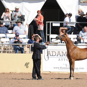 Calle Lilly (Vitorio TO X Aria Amira) SAC Yearling Filly