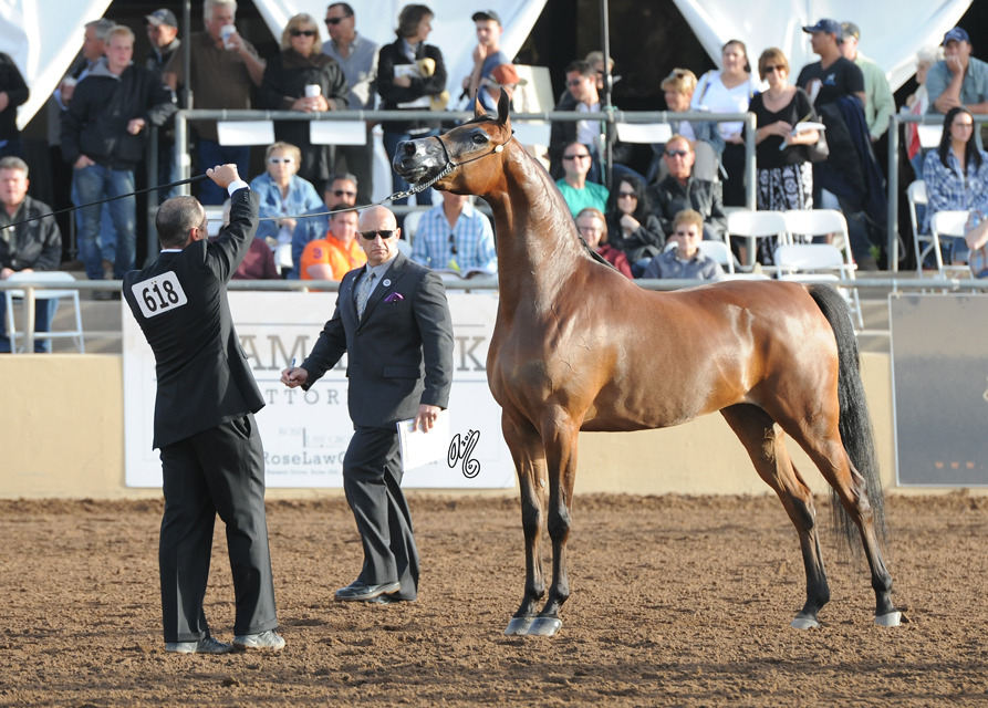 Chantilly Lace ORA (Vitorio TO X Raherra) SAC 3 Year Old Mare 