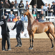Chantilly Lace ORA (Vitorio TO X Raherra) SAC 3 Year Old Mare 