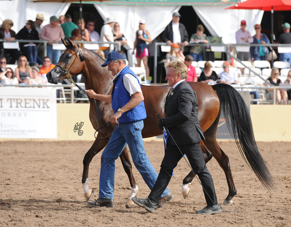 Class Winner: BH Beijings Velvet (Beijing BHF X BH Versaces Velvet) SAC 4 Year Old Mare