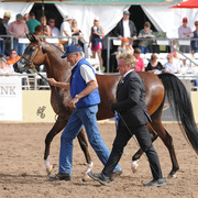 Class Winner: BH Beijings Velvet (Beijing BHF X BH Versaces Velvet) SAC 4 Year Old Mare
