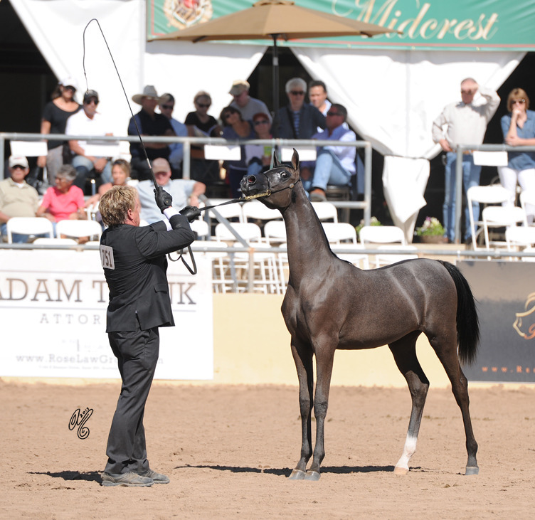 Reserve Champion Junior Filly: Byronica RH (ROL Intencyty X Sylviah WLF)