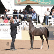 Reserve Champion Junior Filly: Byronica RH (ROL Intencyty X Sylviah WLF)