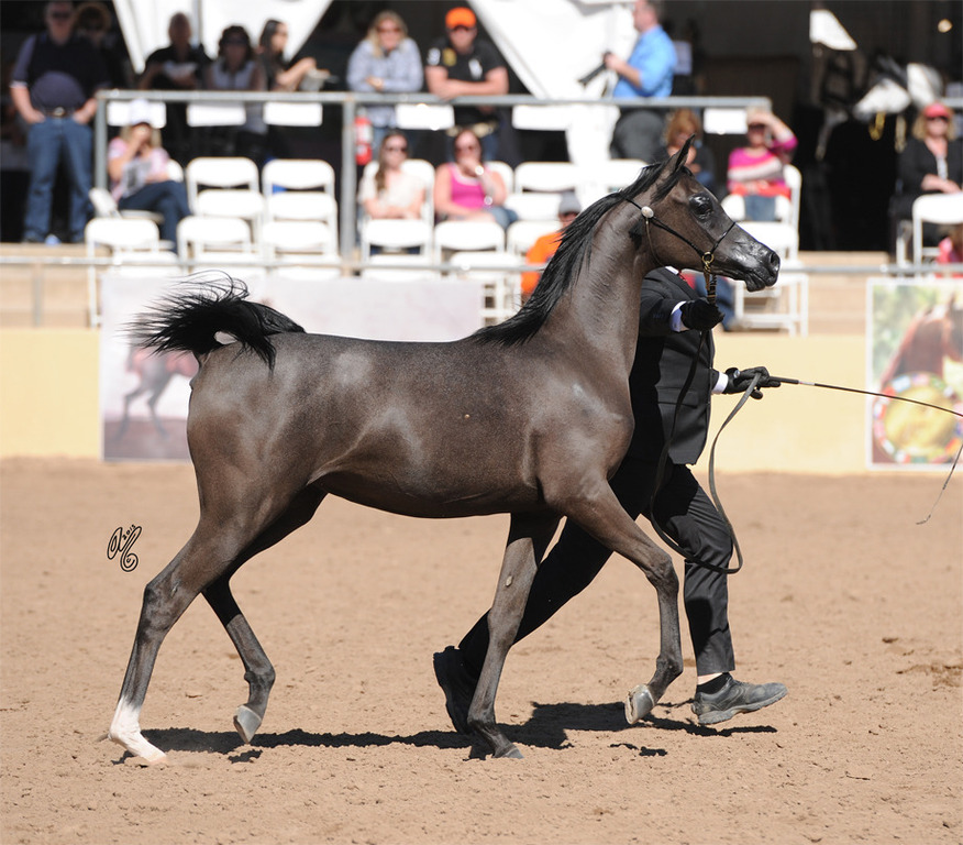 Reserve Champion Junior Filly: Byronica RH (ROL Intencyty X Sylviah WLF)
