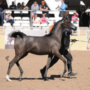 Reserve Champion Junior Filly: Byronica RH (ROL Intencyty X Sylviah WLF)