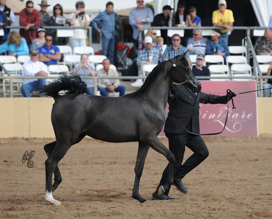 Reserve Champion Junior Filly: Byronica RH (ROL Intencyty X Sylviah WLF)