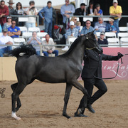 Reserve Champion Junior Filly: Byronica RH (ROL Intencyty X Sylviah WLF)