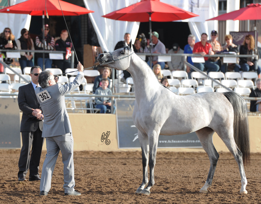 Class Winner: Cartajena Alfabia (Marwan Al Shaqab X Alfabia Sheba) SAC 3 Year Old Mare 
