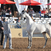 Class Winner: Cartajena Alfabia (Marwan Al Shaqab X Alfabia Sheba) SAC 3 Year Old Mare 
