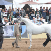 Champion Stallion: Hariry Al Shaqab (Marwan Al Shaqab X White Silkk)