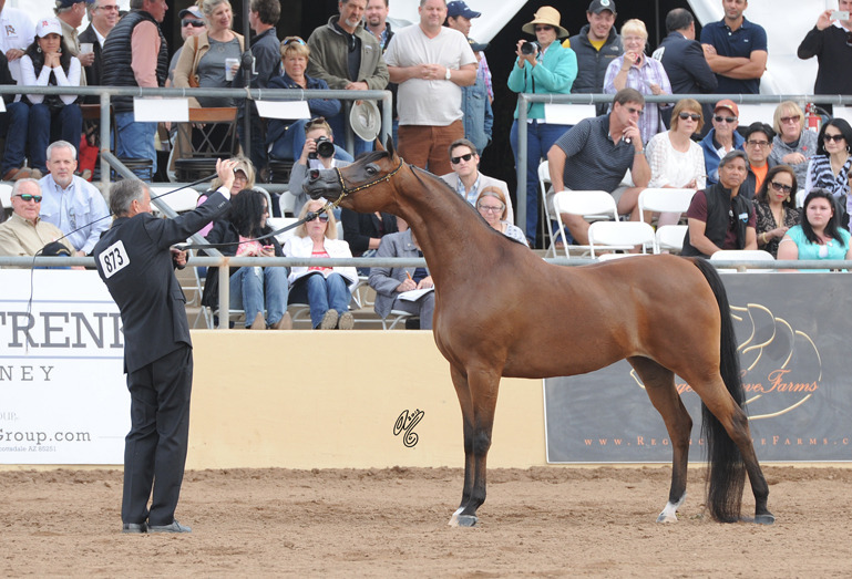 Reserve Champion Mare: Honey's Delight RB (JJ Senor Magnum X Honey)