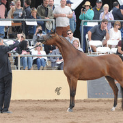Reserve Champion Mare: Honey's Delight RB (JJ Senor Magnum X Honey)