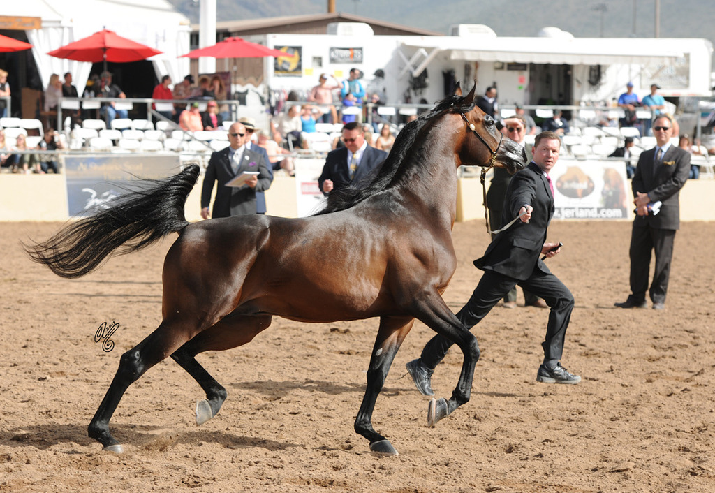 Class Winner: Kavalli MI (Gazal Al Shaqab X Karess) SAC 4 Year Stallion