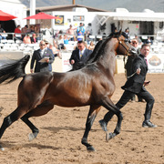 Class Winner: Kavalli MI (Gazal Al Shaqab X Karess) SAC 4 Year Stallion
