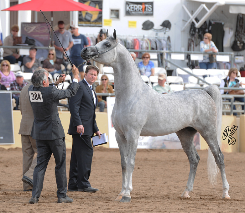 Class Winner: Lawrence El Gazal (Gazal Al Shaqab X Lara El Ludjin) SAC 6 & 7 Year Old Stallion