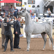 Class Winner: Lawrence El Gazal (Gazal Al Shaqab X Lara El Ludjin) SAC 6 & 7 Year Old Stallion