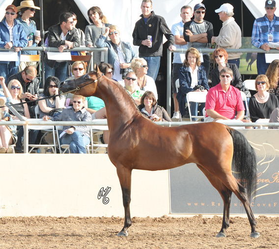 Reserve Champion Stallion: Truest (Trussardi X Marlene Dietrich)