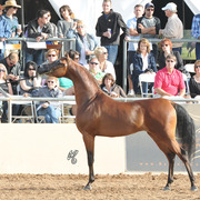Reserve Champion Stallion: Truest (Trussardi X Marlene Dietrich)