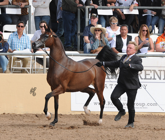 Champion Mare: Wieza Mocy (QR Marc X Wieza Marzen)