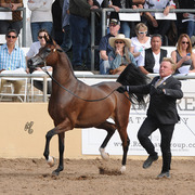 Champion Mare: Wieza Mocy (QR Marc X Wieza Marzen)