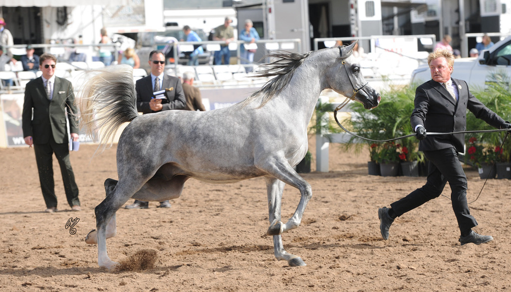 E.S. Harir (AJ Dinar X TF Magnums Magic) SAC 4 year Stallion