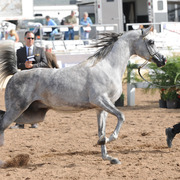 E.S. Harir (AJ Dinar X TF Magnums Magic) SAC 4 year Stallion