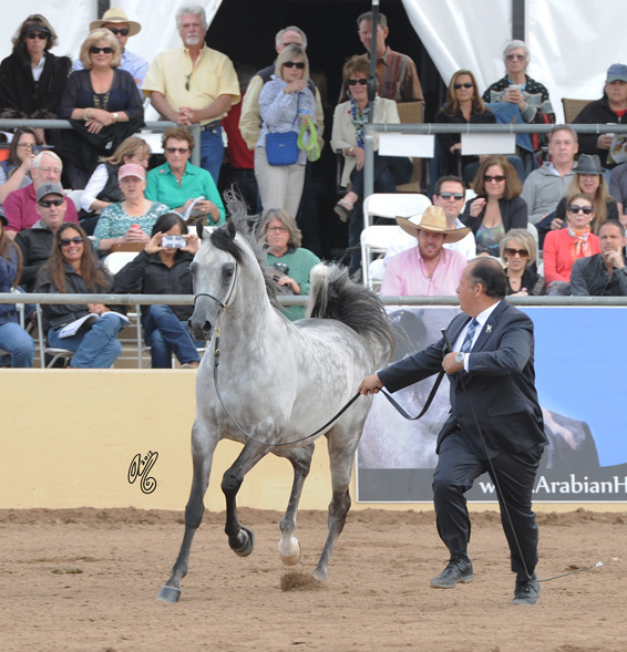 El Chall WR (Magnum Chall HVP X Major Love Affair) SAC 6 & 7 Year Stallion