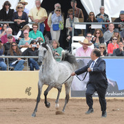 El Chall WR (Magnum Chall HVP X Major Love Affair) SAC 6 & 7 Year Stallion