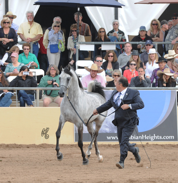 El Chall WR (Magnum Chall HVP X Major Love Affair) SAC 6 & 7 Year Stallion